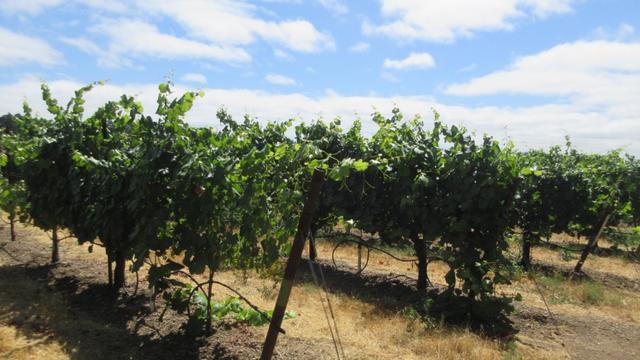 Photo taken on a sunny day of a few rows in the vineyard seen at an angle. The grapevines are thick with green leaves. Wooden posts mark the end of the rows, which stretch back towards the left. The sky is blue with fluffy white clouds.