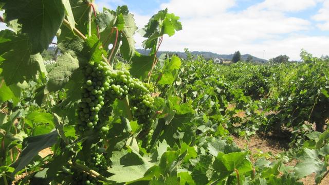 Photo taken on a sunny day of bunches of green grapes amidst large green leaves, with grapevines stretching into the distance.