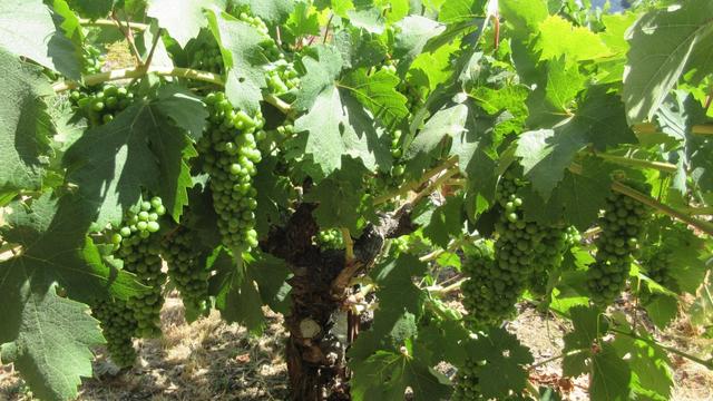 Close-up photo taken on a sunny day of many bunches of green grapes amidst large green leaves, with one dark brown gnarly-looking trunk extending downward in the middle of the photo.
