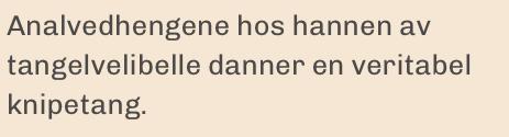 Analvedhengene hos hannen av tangelvelibelle danner en veritabel knipetang.