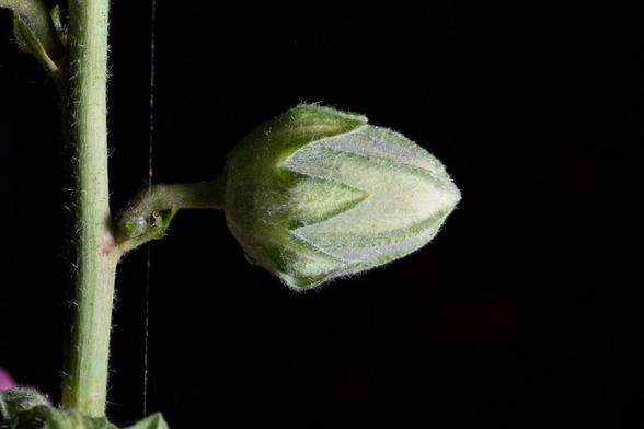 Detail of nature. There is a green pod that will open into a flower in the future. It is sideways on and pointing symmetrically perfectly to the right. There is a stem holding it to a branch. The branch is perfectly symmetrical up/down in the photo. There is a single strand of spider web that is symmetrical with the branch.