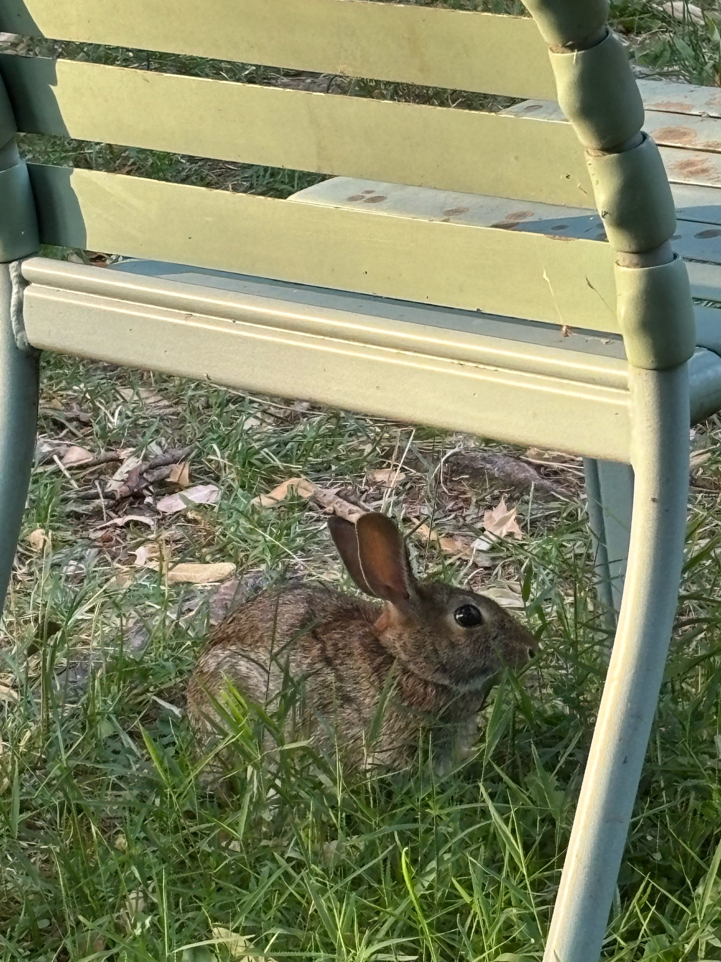 rabbit eating grasses under a backyard chair