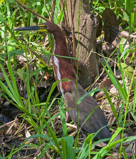 tall gray-winged bird with bright rufous and white neck, long dagger bill, and bright yellow eye standing in vegetation alongside a small stream