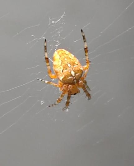 a spider in it's web