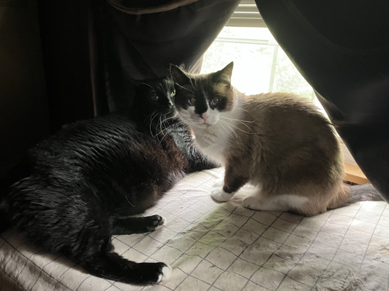 Hermetic Library Cat Caturday 26jul2025 Muninn Blót