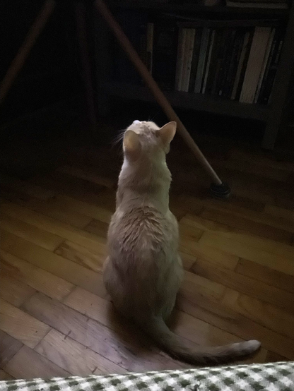 Hermetic Library Cat Caturday 26jul2025 Ranga