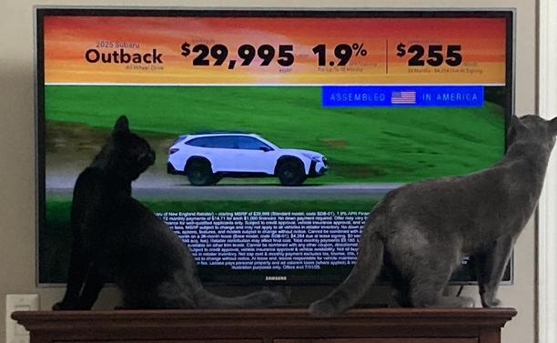 Chroma and Magic watching a Subaru advert.