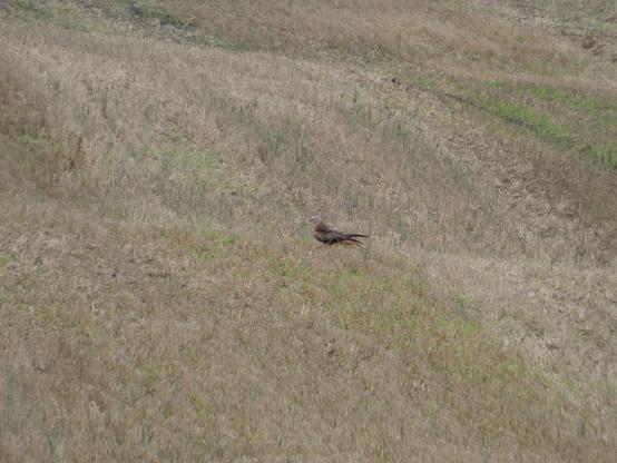 Ein Rotmilan sitzt in einer abgemähten Wiese. Er schaut nach links, hat einen gelben Schnabel und hellen Kopf. Braungesprenkeltes Gefieder.