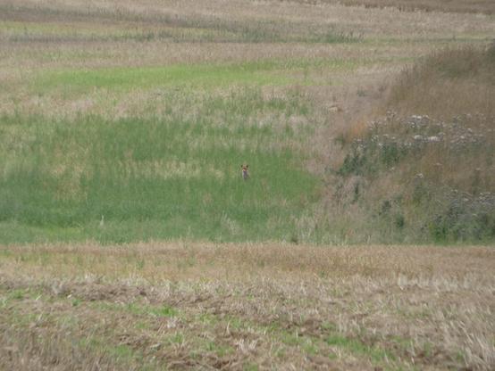 Eben jene Wiese. Aus weniger hohem Gras luschert ein Fuchs hervor. Man sieht seinen Kopf, die Schnauze, Teile des weißen Fells am Hals.