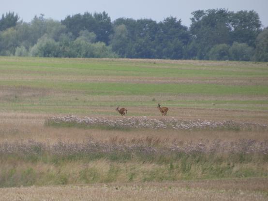 Zwei Rehe peesen über eine Wiese. Das vordere (links im Bild) hat die Füße angezogen und einen weißen Schwanz. Dahinter jagt ein anderes. Beide sind braun. Im Hintergrund sind Bäume zu erkennen.