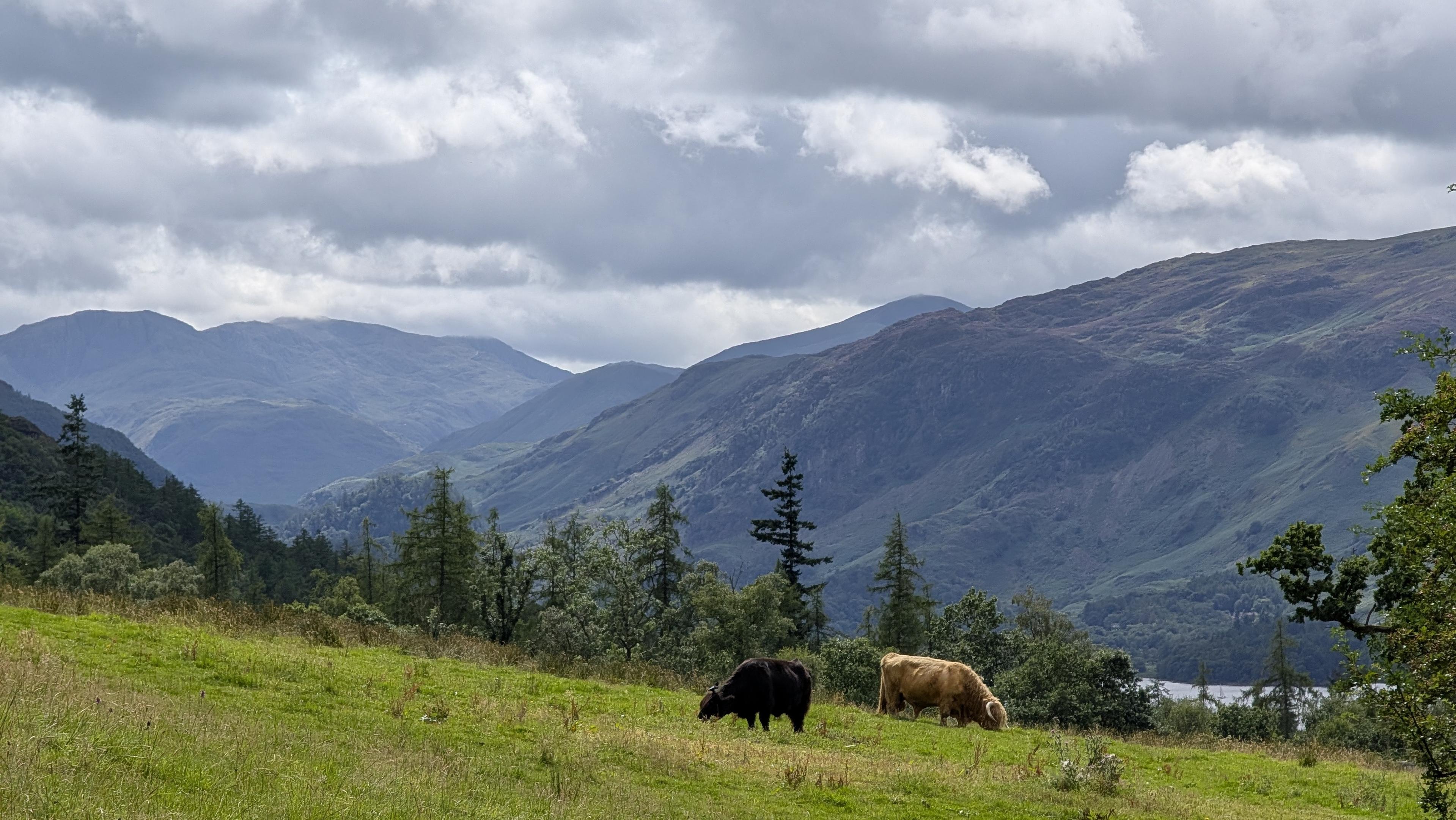 Highland cows grazing above Derwentwater.