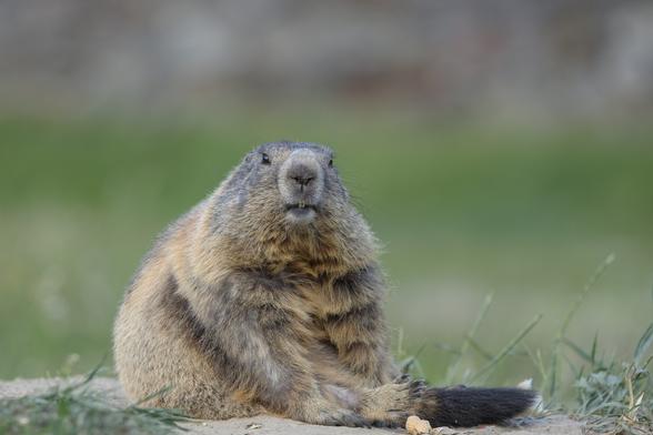 Photograph of a marmot sitting on the floor. It sits on grassless dirt, but is surrounded by grass. The marmot is in focus and in the middle of the picture, directly looking at the camera. The background is green and out of focus. There is a peanut shell lying in front of the marmot.