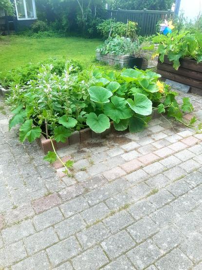 A low garden bed in a small backyard filled with a pumpkin vine.