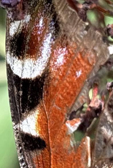 Ein älteres Tagpfauenauge, Inachis io, sitzt an Blüten von Buddleja und saugt Nektar.