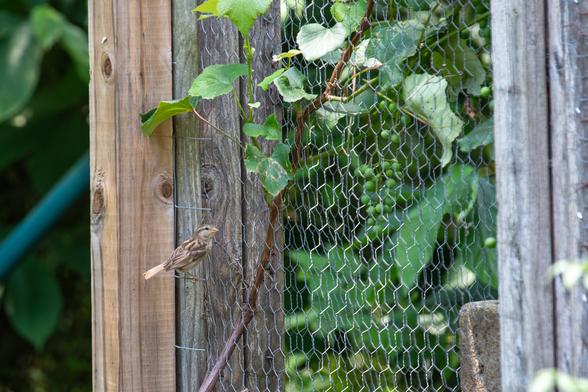 Small brown bird clinging to wire fencing that has a cluster of immature, green grapes on the other side.
