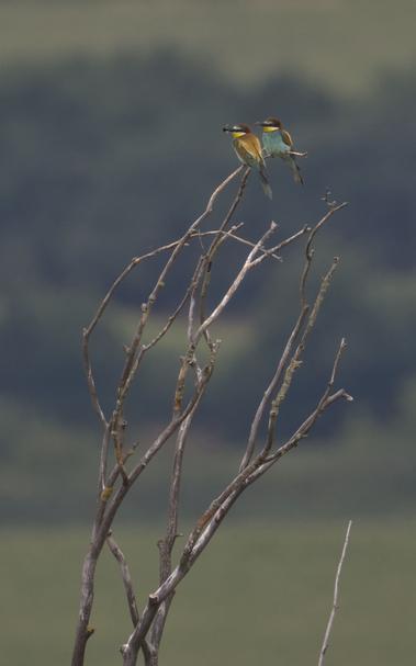 Two bee eaters on a twig in the distance