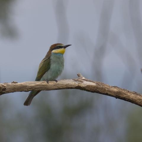 A bee eater on a branch, closeup