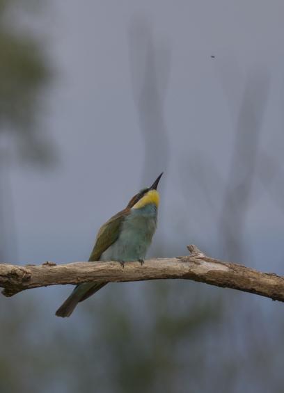 A bee eater eyeing its prey
