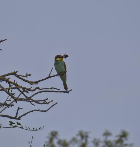 A bee eater with a mouthful of insects