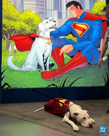 Photo of a sweet and very exhausted-looking white dog, probably a pit bull or mixed breed. He is wearing a Superman cape (like Krypto in the Superman movie) and lying on the floor. Behind the dog is a poster of some Superman artwork where Superman (in the same costume design as in the 2025 movie) is sitting on the ground and petting his dog Krypto. 

Photo copied from the Official DC Comics Facebook account.