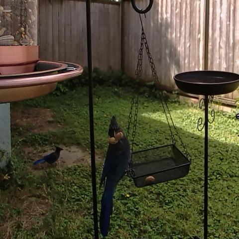 A bluejay is mugging for the camera, perched on a tray of peanuts and looking straight at the camera with a peanut in its mouth. A smaller jay is on the ground behind it.