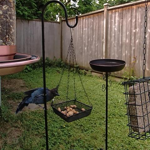 A bluejay is hanging sideways on the pole holding up a tray of shelled peanuts.