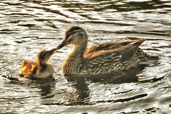 A heartwarming image of a large, brown-patterned duck gently touching beaks with a tiny, fluffy yellow-brown duckling in rippling golden water, likely at sunset or sunrise. The light reflects beautifully on the water's surface, creating a shimmering effect.