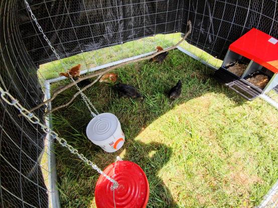 A top down view of the inside of our portable chicken tractor where there are 2 hanging buckets - one for water and one for feed; opposite those buckets is a 2 unit nesting box mounted to the side of the coop; in the center is a tree limb serving as a roosting bar and running around in lush green grass are golden comet and black star hens