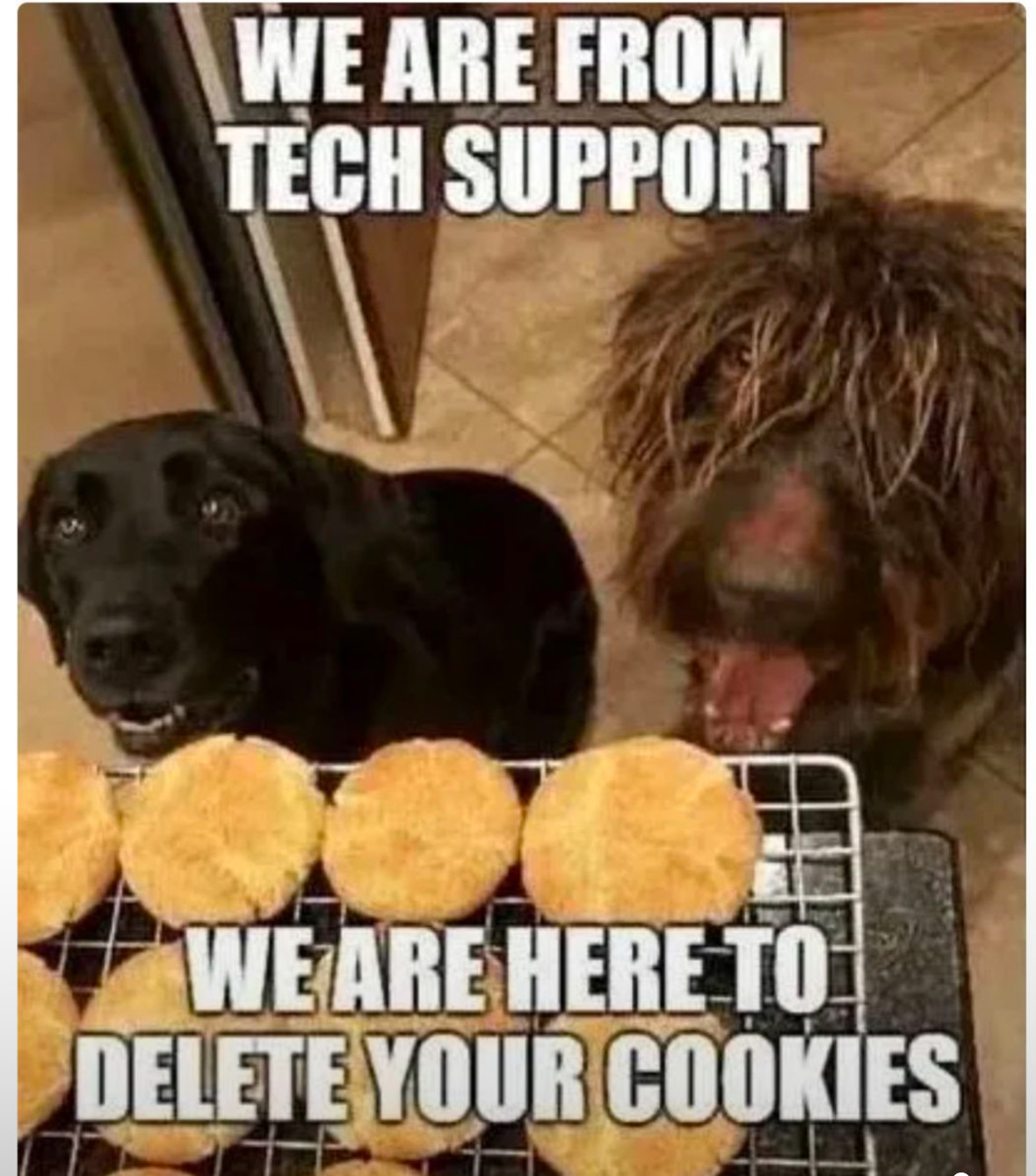 two dogs looking up at a rack of cooling cookies. caption: “we are from tech support, we are here to delete your cookies”