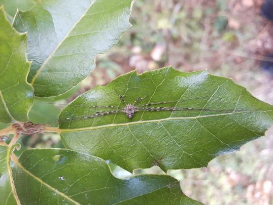 Dicranopalpus on a Quercus ilex leaf
