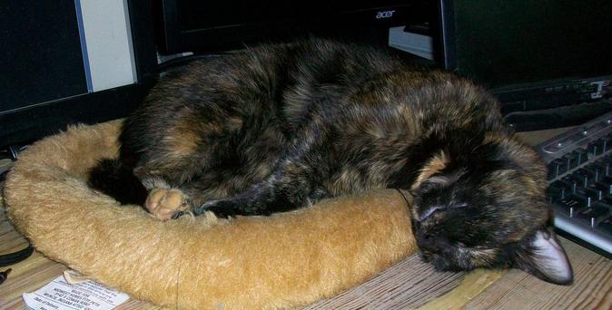 Tortie cat partially curled up in a tan rectangular cat bed on a desk in front of a few monitors and keyboard. Her head has capsized over the edge of the catbed and the top of her head is resting on the desk. She's asleep.