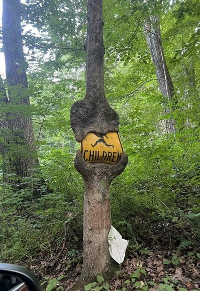 Tree growing over a children crossing sign