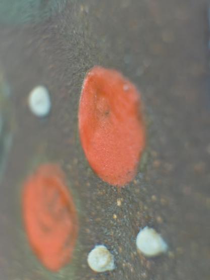An extreme close-up of the pottery vase’s surface reveals a pair of slightly raised, round orange dots, bordered by tiny cream-colored dots. The textured brown background shows subtle speckling and irregularities in the glaze, while the painted details pop with their vivid, matte color.