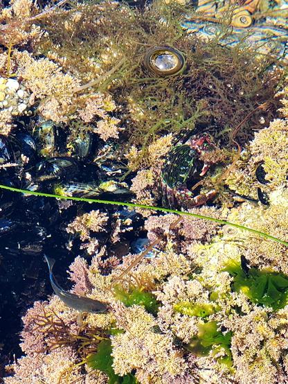 A tidepool filled with seaweeds, mussels, barnacles, anemones, a stripey crab and a small dark fish.