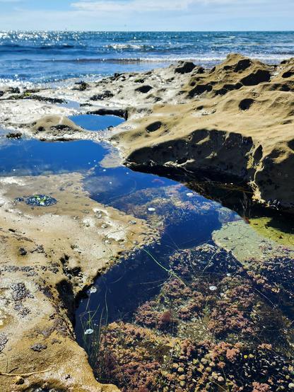 A series of circular tidepools, filled with life, the ebbing tide leaving the rocks  exposed and the sea in the background.