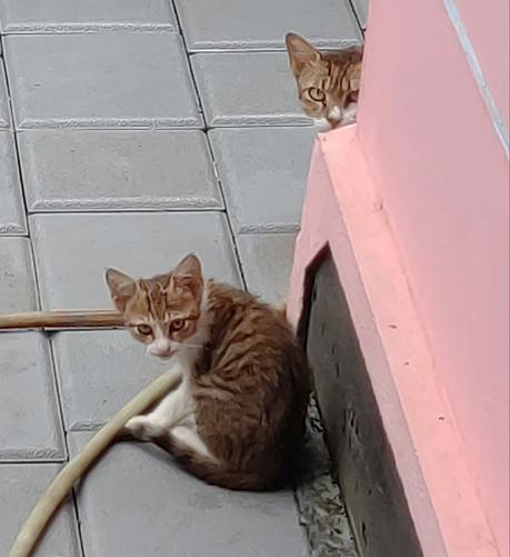 a cat looking from behind a wall and a kitten in the foreground.