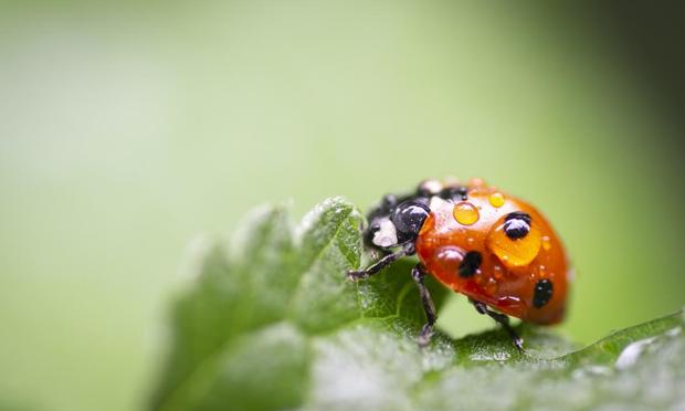 Una mariquita (Getty Images)