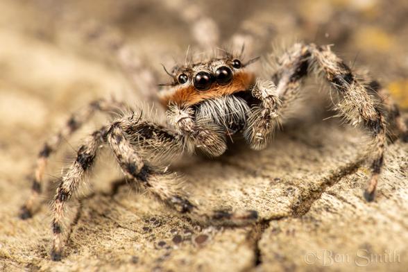 A macro image of a spider looking up and to the right. It has four forward facing eyes and hairs that look like eyelashes. It has a broad rusty orange band that covers the bottom half of its face.