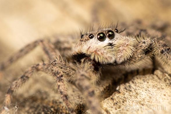 The same species of spider also looking up and to the right.This one lacks the orange band but has larger palps.