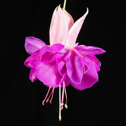 Hängende karminrote Blüte mit doppelter Blüte.