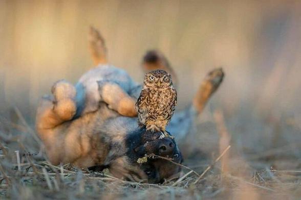 Owl on top of a dog