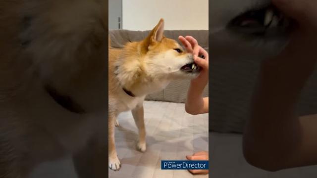 【鼻入れて】柴犬だもの!豆柴アオと柴犬委員会  mameshiba AO & shiba inu committee #Shorts#柴犬 #豆柴#愛犬 #癒し#柴犬のいる生活
