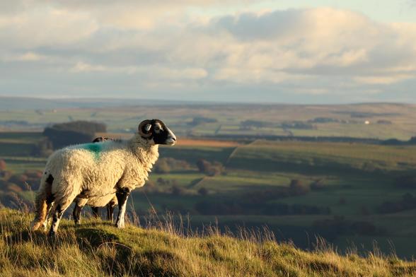a solitary sheep stands looking out over rolling green fields as it catches the last of the low angled autumnal sun
