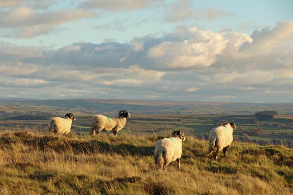 a group of four sheep stand looking out over rolling green fields as it catches the last of the low angled autumnal sun