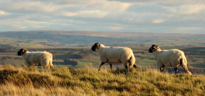 a line of three sheep walking of the hill top as their backs  catch the last of the low angled autumnal sun