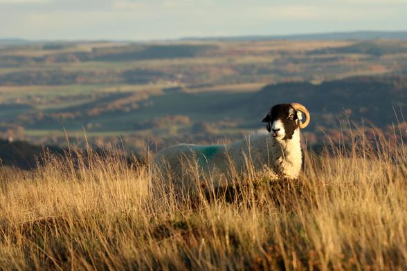 a solitary sheep stands looking at the photographer through long grass as it catches the last of the low angled autumnal sun