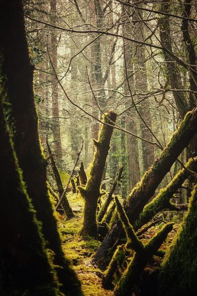 A vertical shot of a mystical forest scene, with a narrow path winding through moss-covered trees and fallen branches. The ground is thickly carpeted in vibrant green moss, illuminated by a soft, ethereal light filtering through the canopy. Tall, slender trees with bare branches reach upwards, creating a dense, textured background. The overall mood is serene and enchanting, with a rich palette of greens and browns.