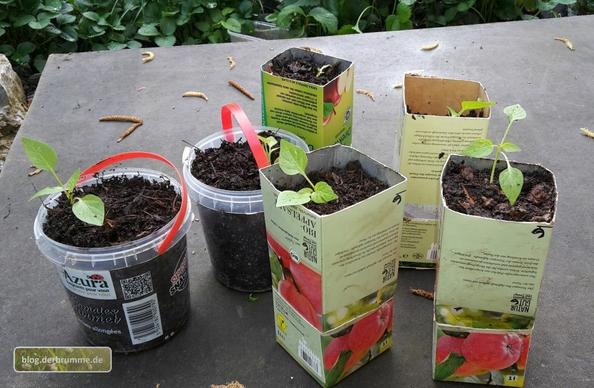 Aufgeschnittene Tetrapaks und kleine Plastikeimerchen, mit Erde gefüllt und mit jungen Paprika bepflanzt