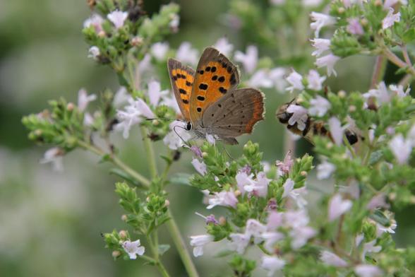 Ein kleiner Feuerfalter verlustiert sich an blühendem Oregano
