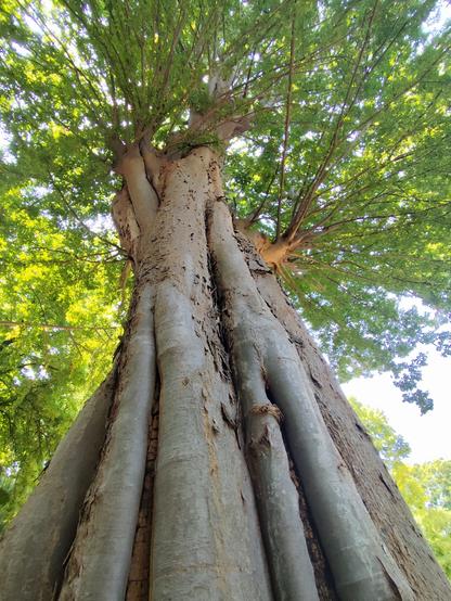 Albero secolare visto dal basso